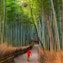 Arashiyama Bamboo Grove (near Torokko Arashiyama Station)