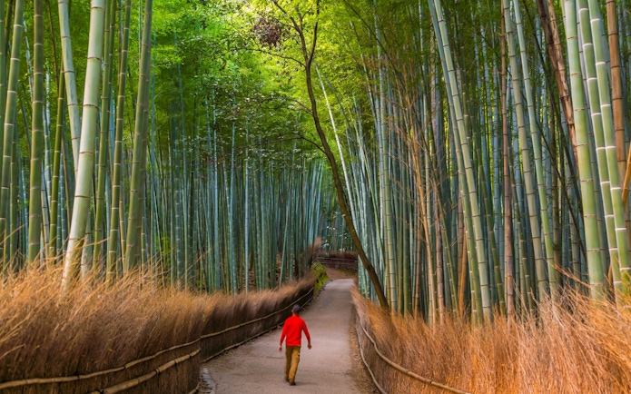 Man walking through Arashiyama Bamboo Grove path during Kyoto tour from Osaka.