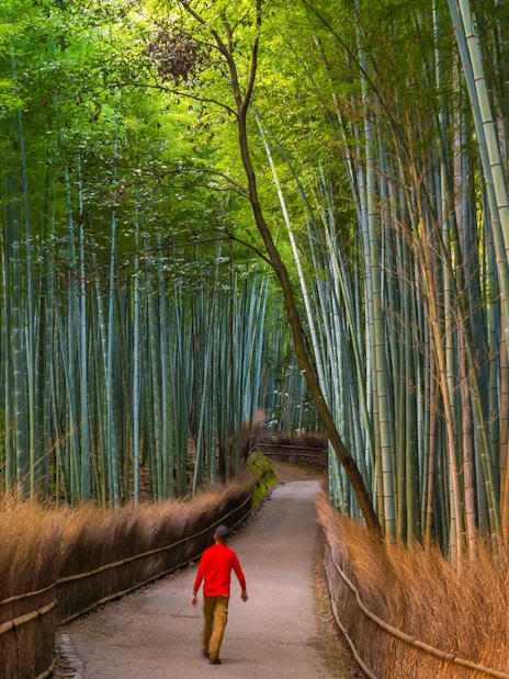 Man walking through Arashiyama Bamboo Grove path during Kyoto tour from Osaka.