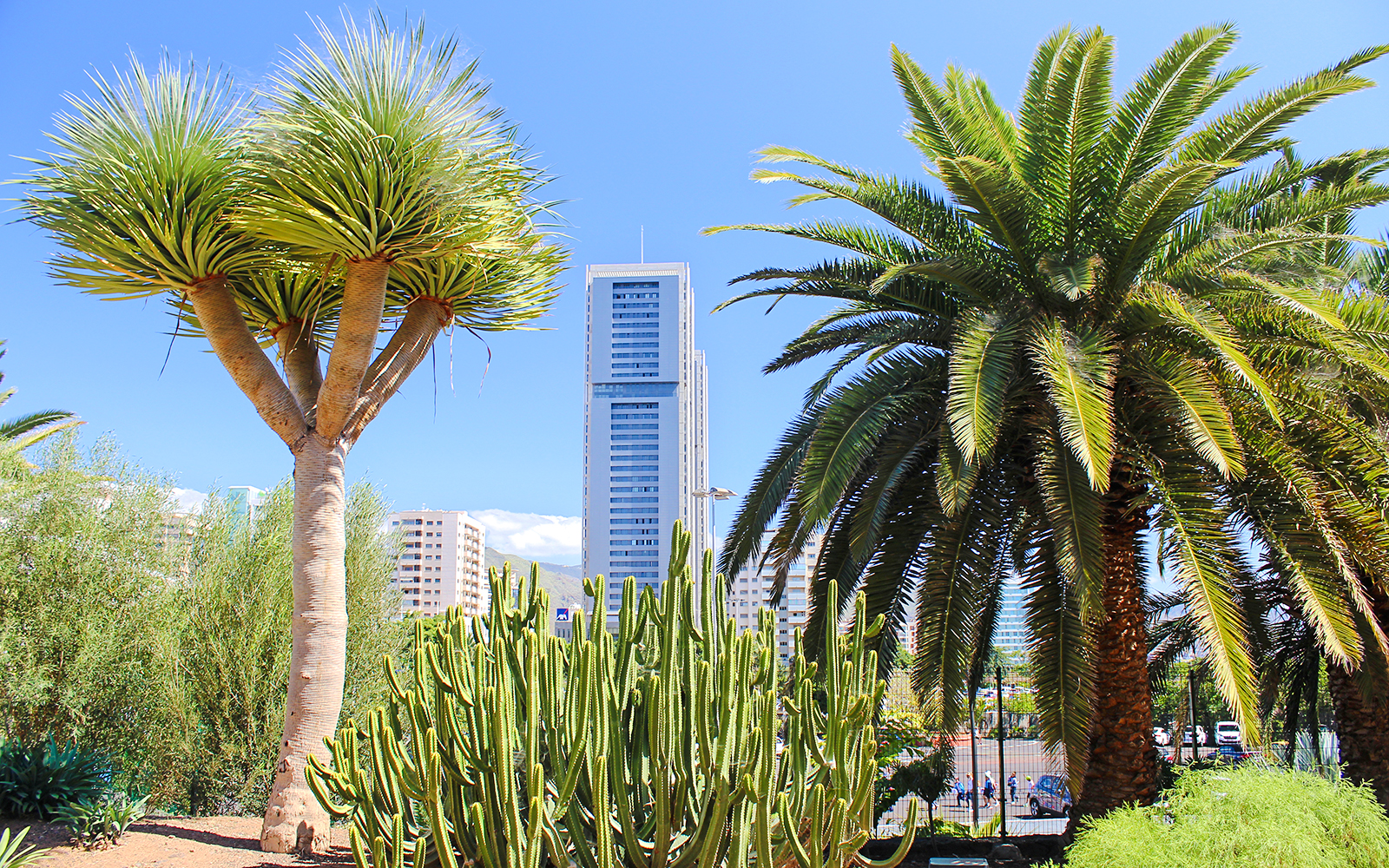 Palmetum Botanical Gardens Tenerife with diverse plants and city skyline in the background.