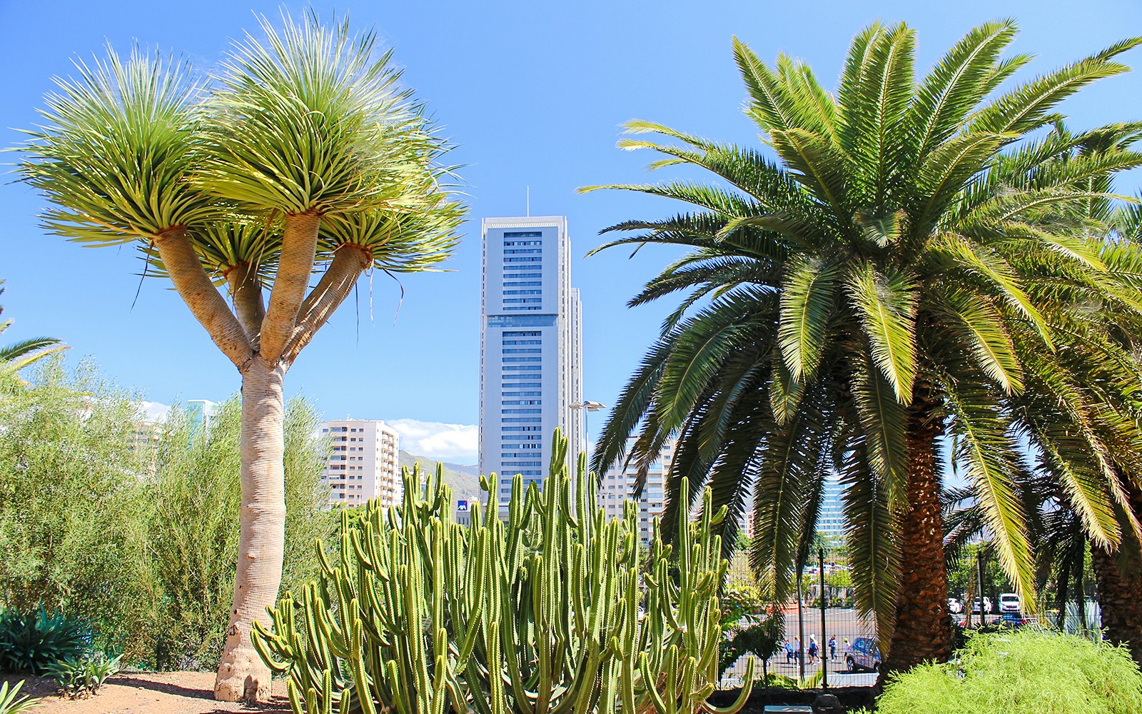 Palmetum Botanical Gardens Tenerife with diverse plants and city skyline in the background.