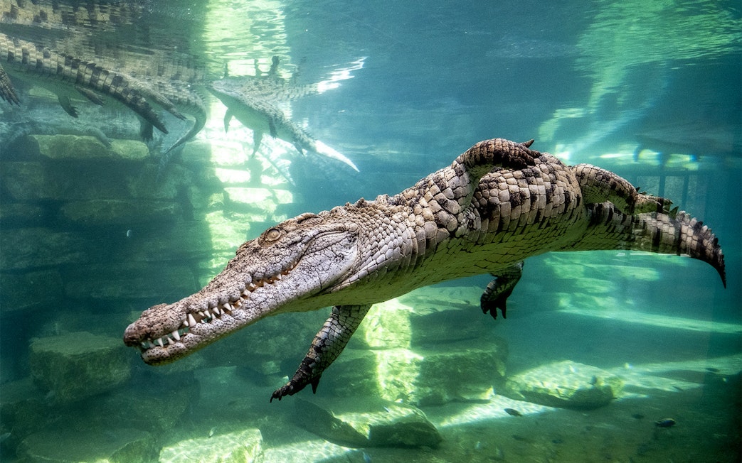 Crocodile swimming in an immersive aquarium setup with rocky underwater environment.