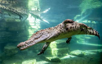Crocodile swimming in an immersive aquarium setup with rocky underwater environment.