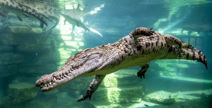 Book Dubai Crocodile Park Tickets