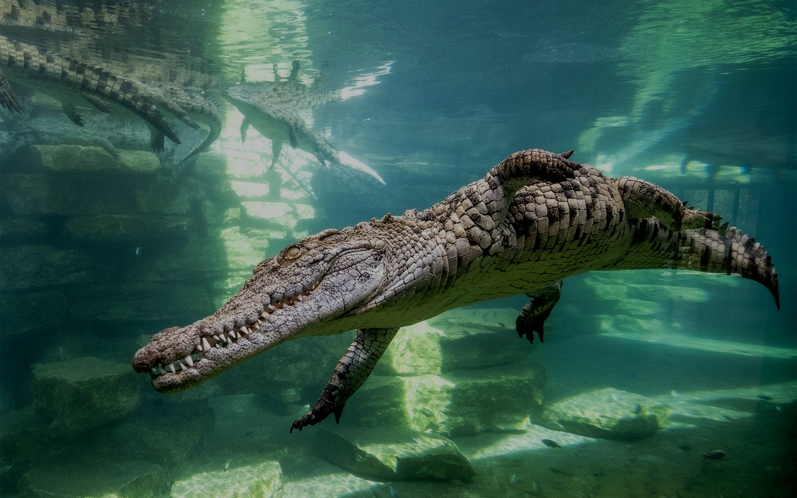 Dubai Crocodile Park immersive aquarium setup with crocodiles swimming in clear water.