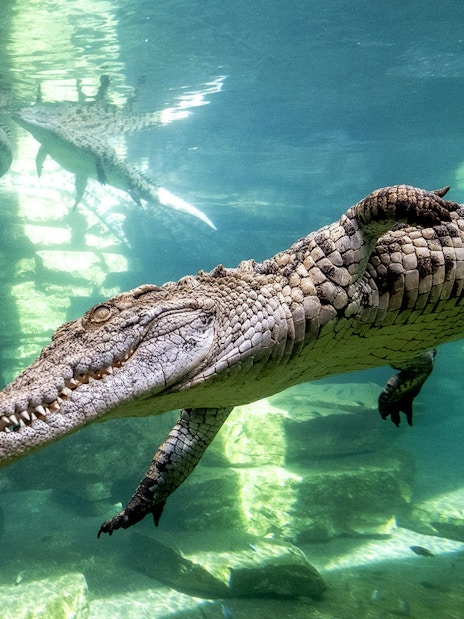 Crocodile swimming in an immersive aquarium setup with rocky underwater environment.