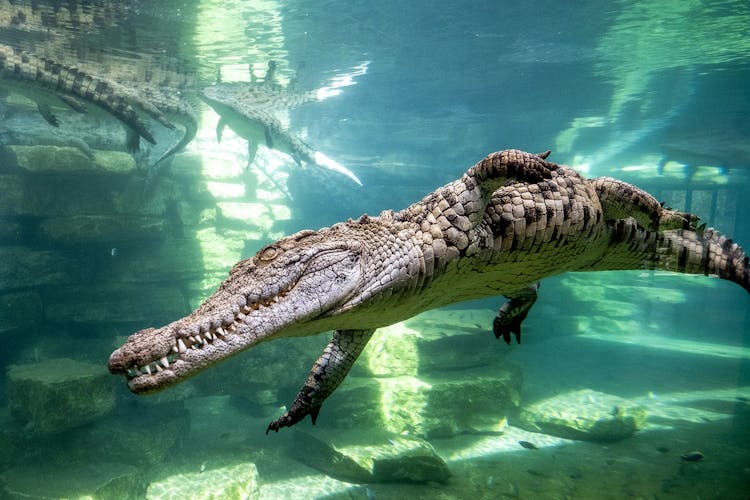 Crocodile Park Dubai