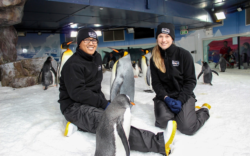 Tourists interacting with penguins at SEA LIFE Kelly Tarlton's Aquarium.