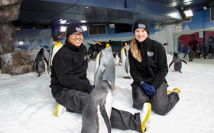 Tourists interacting with penguins at SEA LIFE Kelly Tarlton's Aquarium.