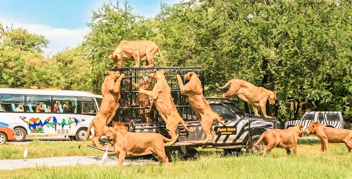 Biglietti per il Safari World