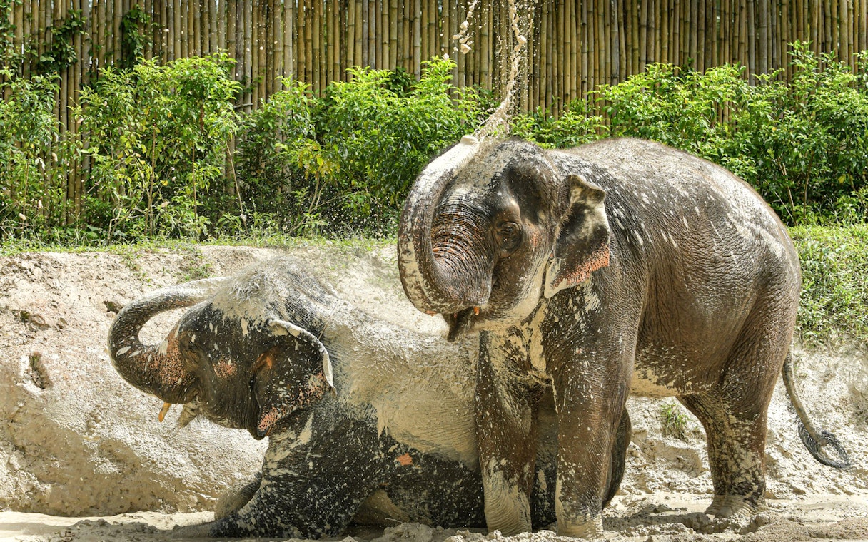 Elephants playing in mud at Elephant Jungle Sanctuary, Phuket.
