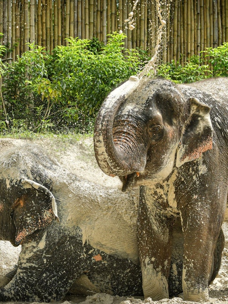 Elephants playing in mud at Elephant Jungle Sanctuary, Phuket.