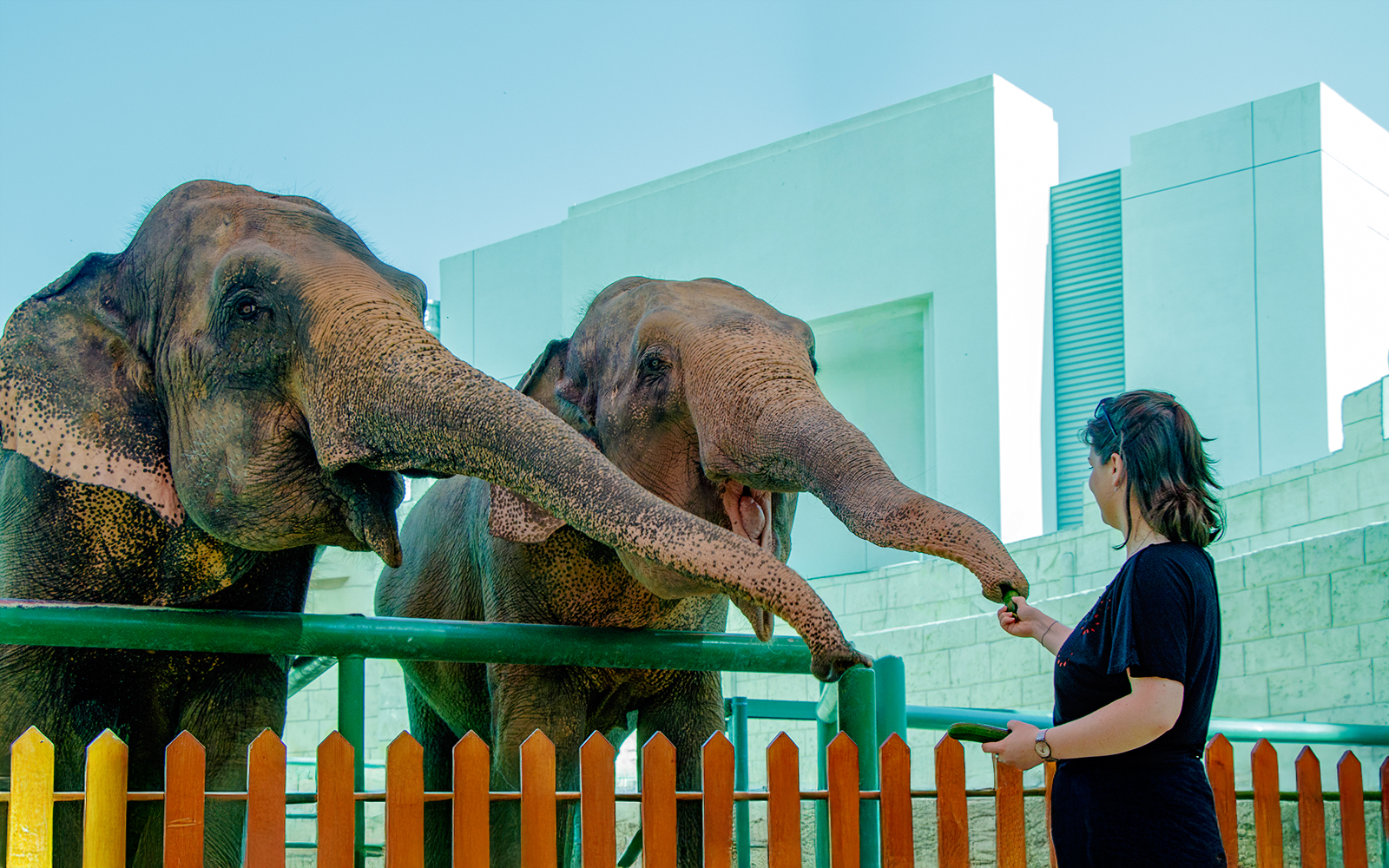 Person feeding elephants at a zoo encounter.