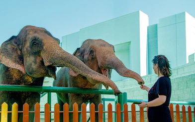 Person feeding elephants at a zoo encounter.