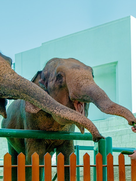 Person feeding elephants at a zoo encounter.