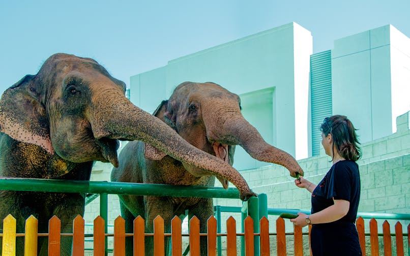 Person feeding elephants at a zoo encounter.