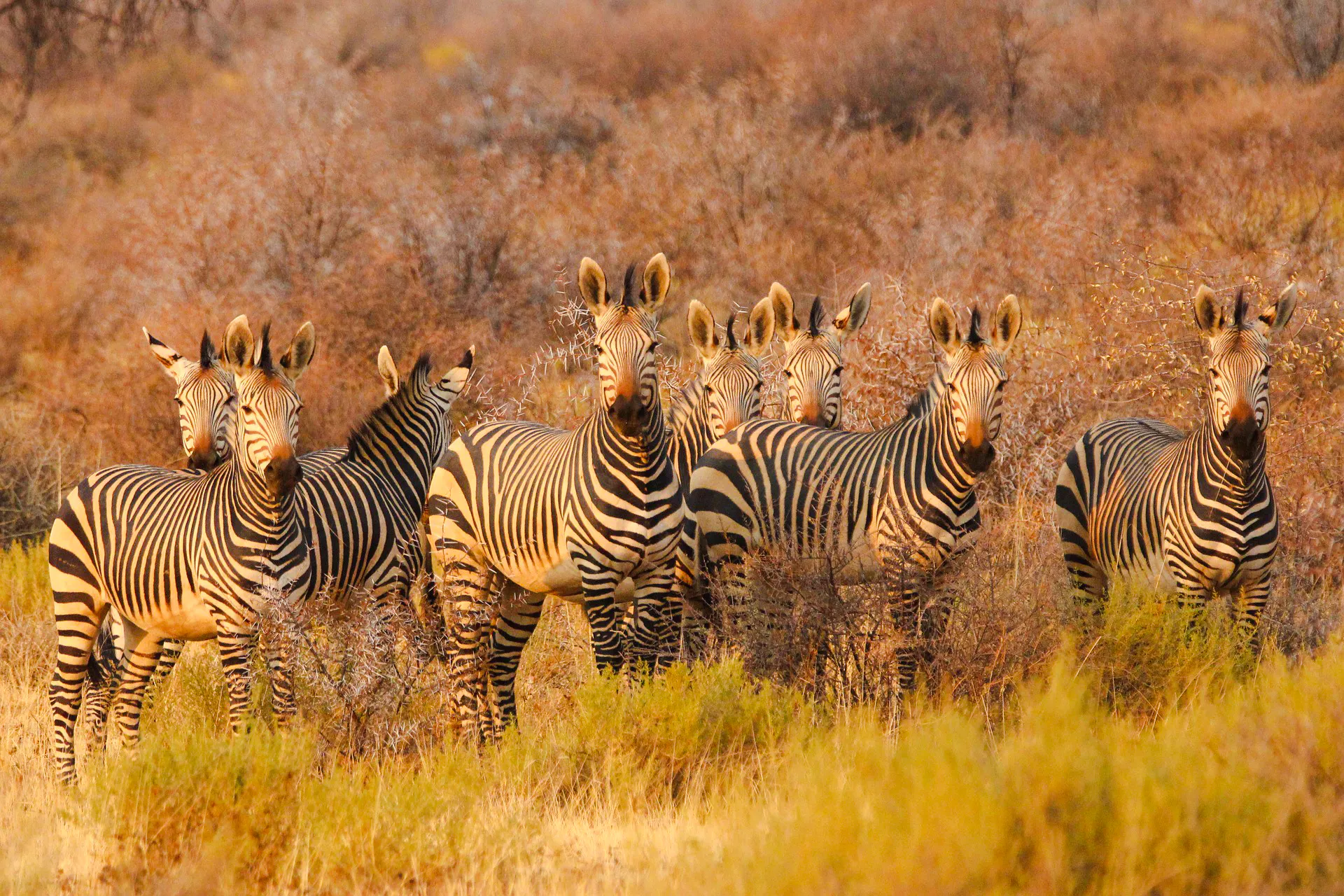 Zebras standing in the grasslands of Masai Mara during a safari from Nairobi.