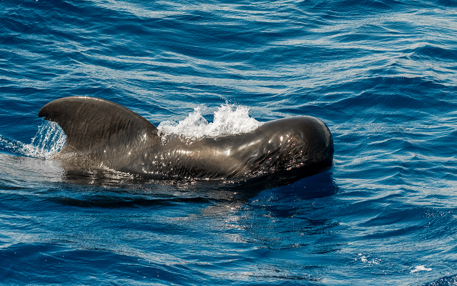 Whale swimming in coastal waters southwest of Tenerife, Canary Islands, Spain.