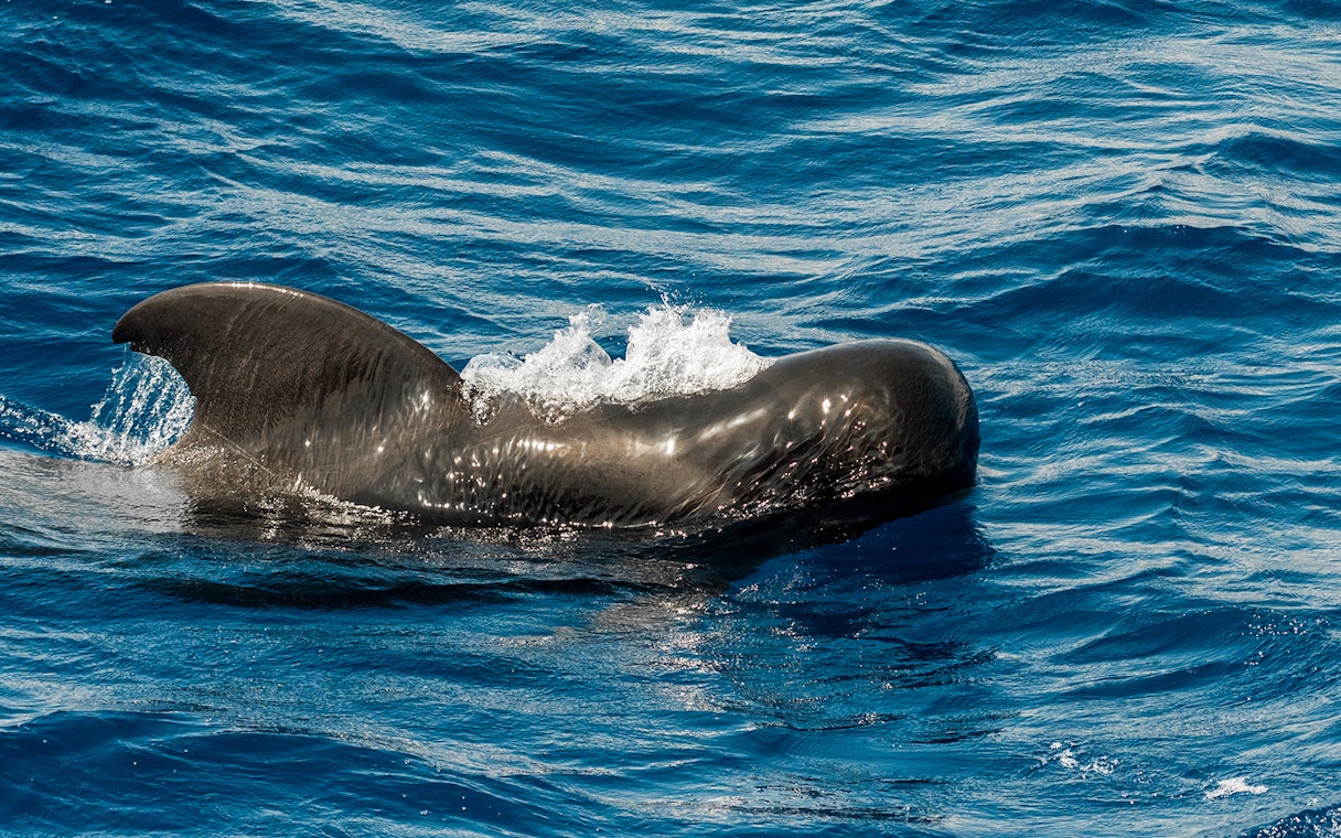 Whale swimming in coastal waters southwest of Tenerife, Canary Islands, Spain.