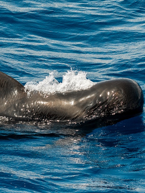 Whale swimming in coastal waters southwest of Tenerife, Canary Islands, Spain.