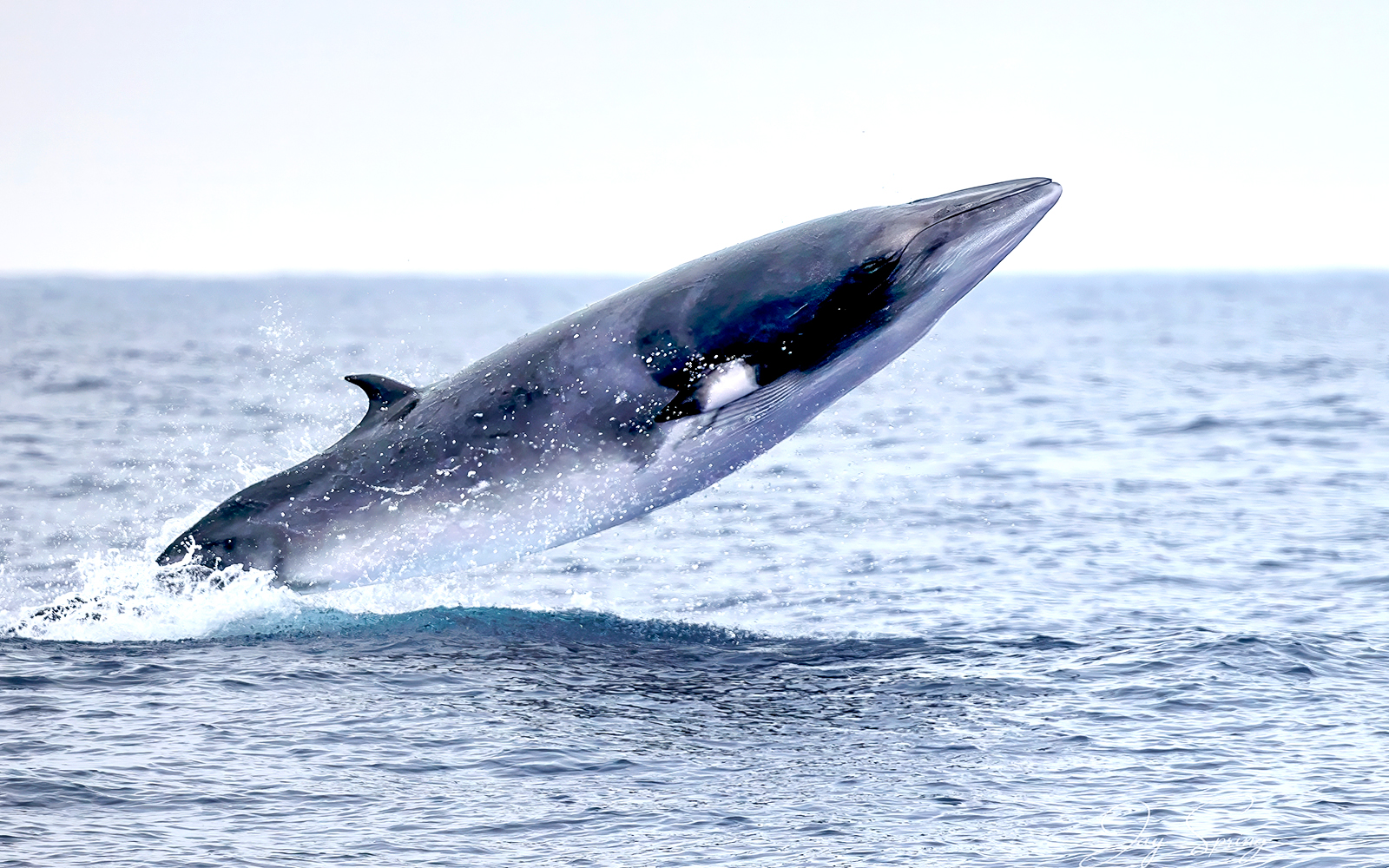 Minke Whale breaching near a boat during a whale watching tour in the ocean.