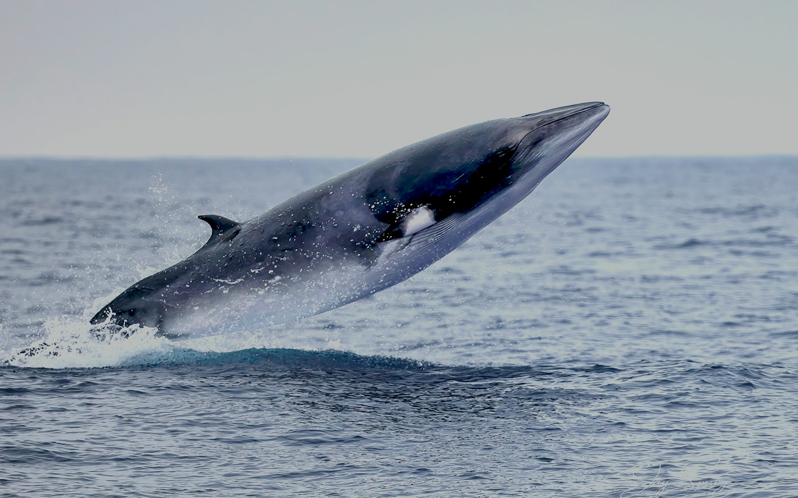 Minke Whale breaching near a boat during a whale watching tour in the ocean.