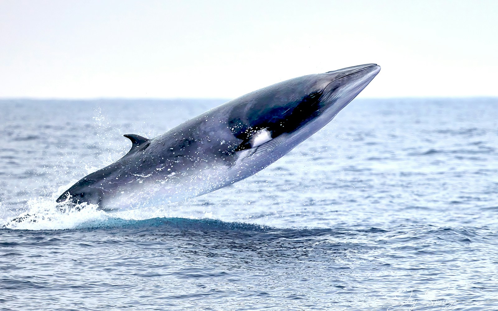 Minke whales in Iceland