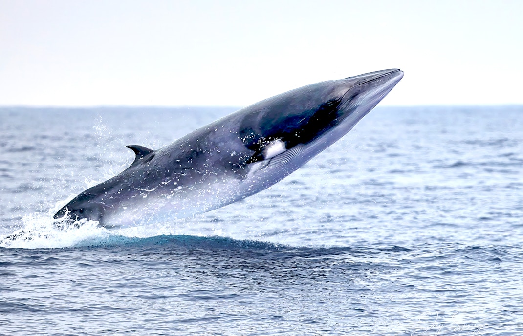 Minke whale breaching during whale watching tour.