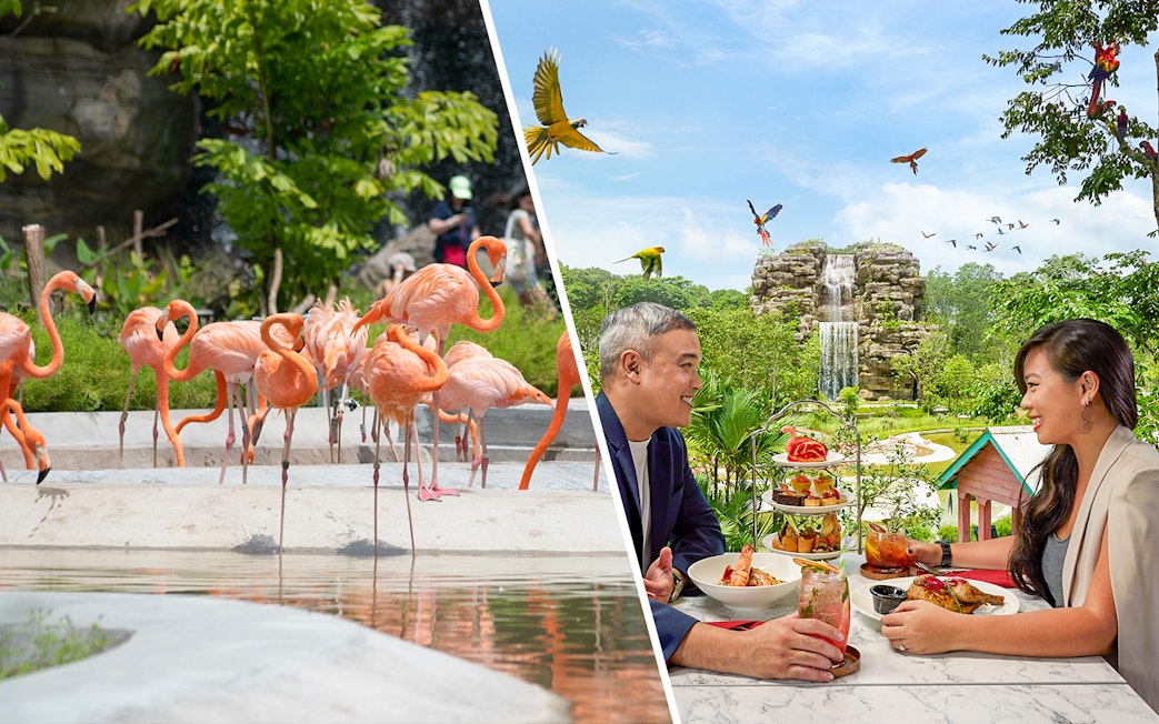 Flamingos at Bird Paradise and couple dining with waterfall view, Combo: Bird Paradise Tickets + Crimson Set Lunch.