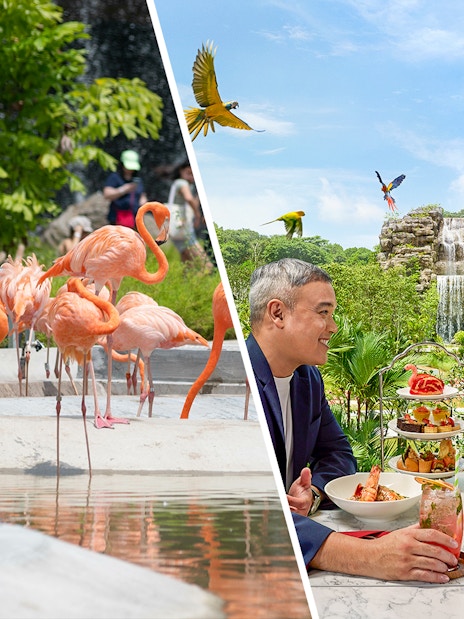Flamingos at Bird Paradise and couple dining with waterfall view, Combo: Bird Paradise Tickets + Crimson Set Lunch.