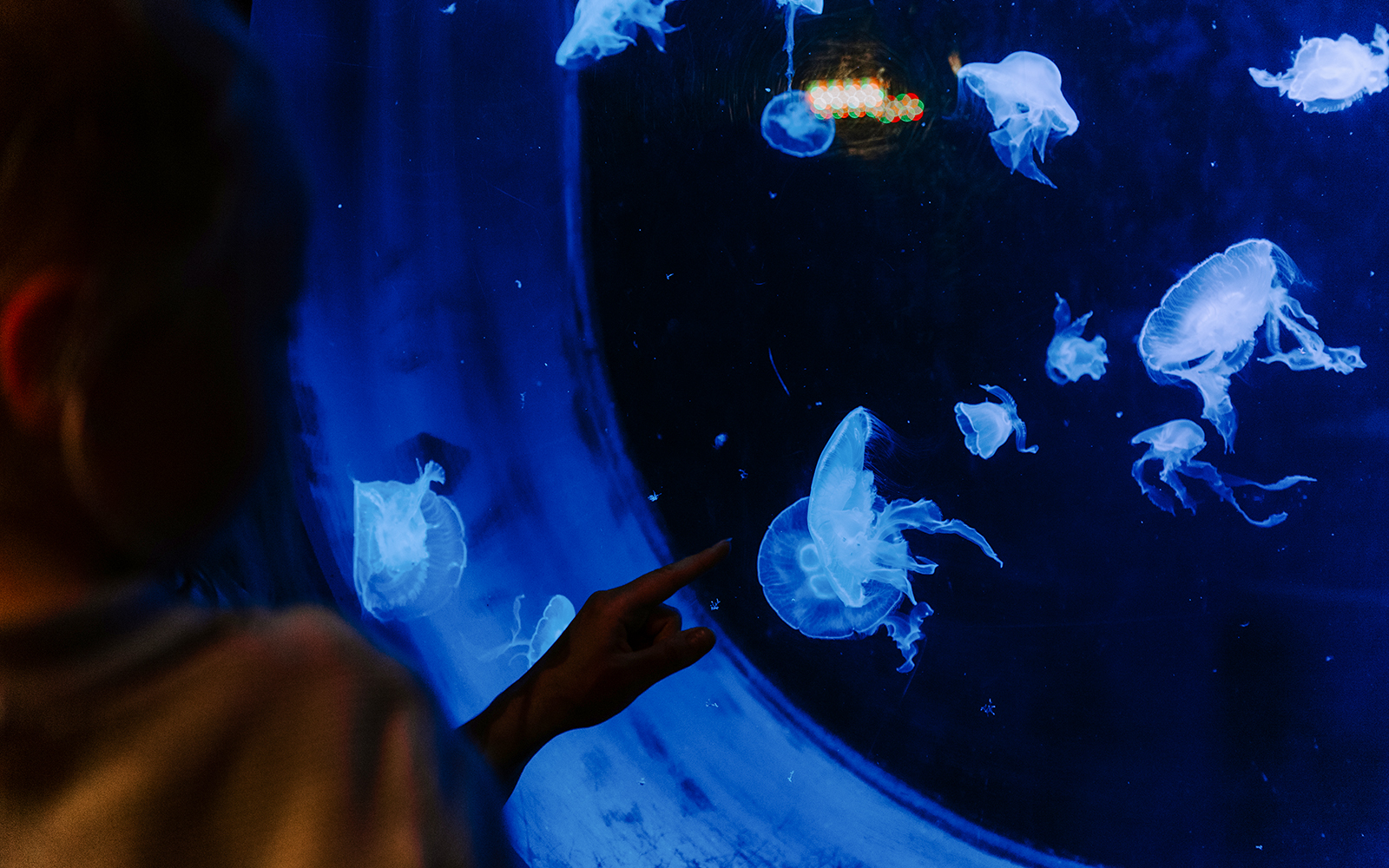 Child pointing at jellyfish in SEA Life Brighton aquarium.