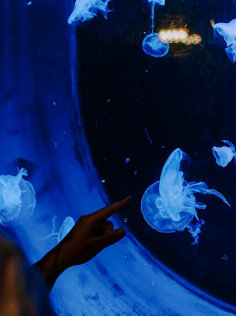 Child pointing at jellyfish in SEA Life Brighton aquarium.