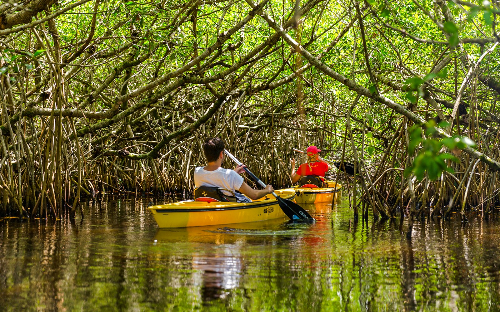 Kayakers navigating through mangrove forest in the Everglades.