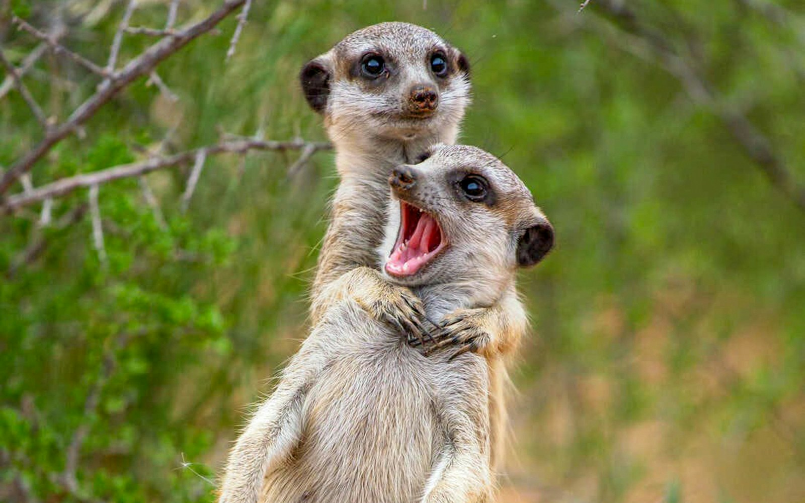 Two meerkats playfully interacting in a natural setting.