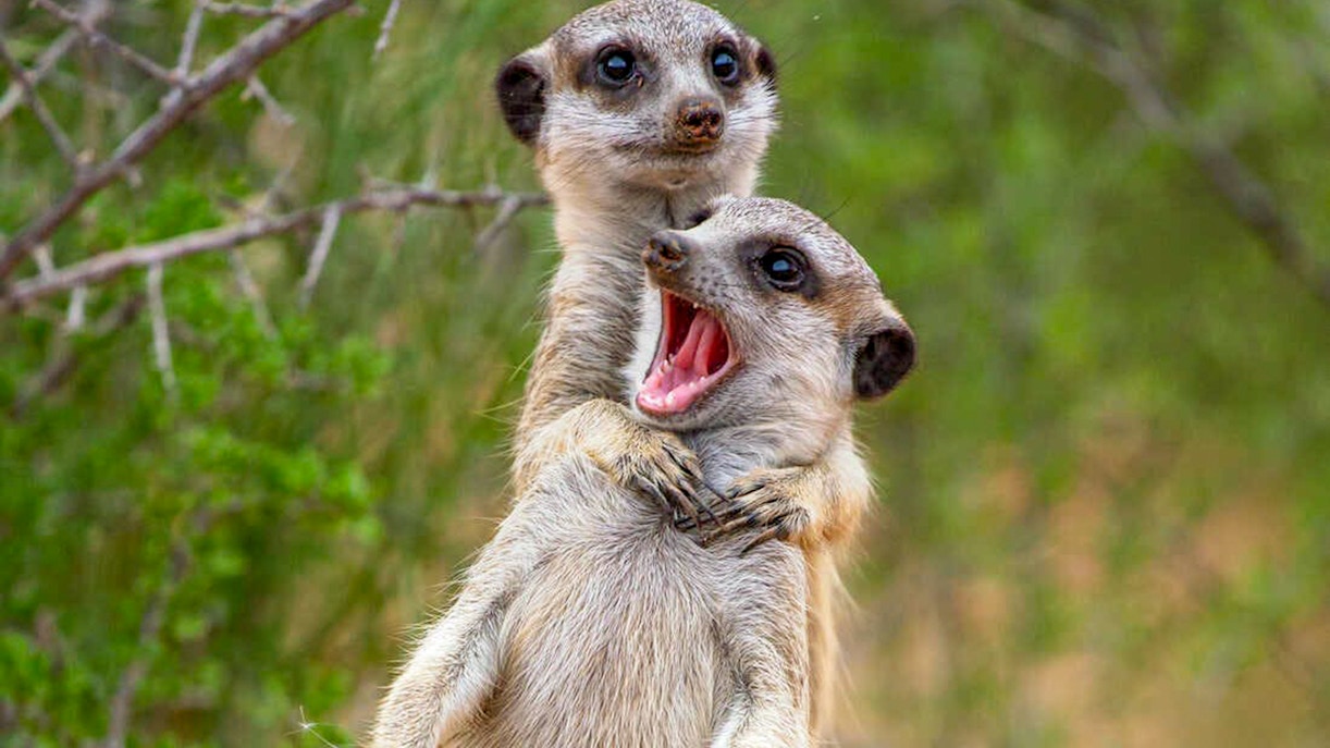 Two meerkats in a playful stance at Rotterdam Zoo
