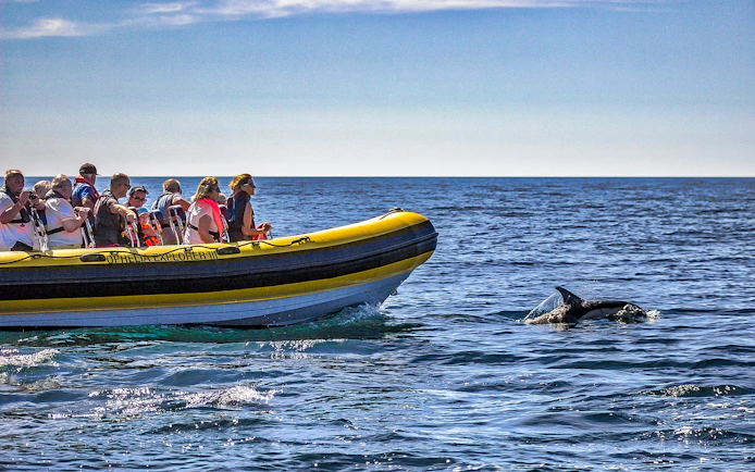 Tourists on a boat watching a dolphin near Benagil Caves, Portugal.