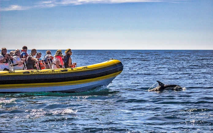 Tourists on a boat watching a dolphin near Benagil Caves, Portugal.