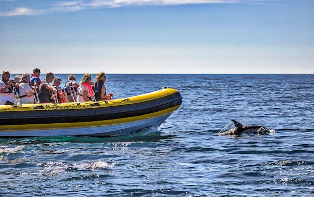 Tourists on a boat watching a dolphin near Benagil Caves, Portugal.