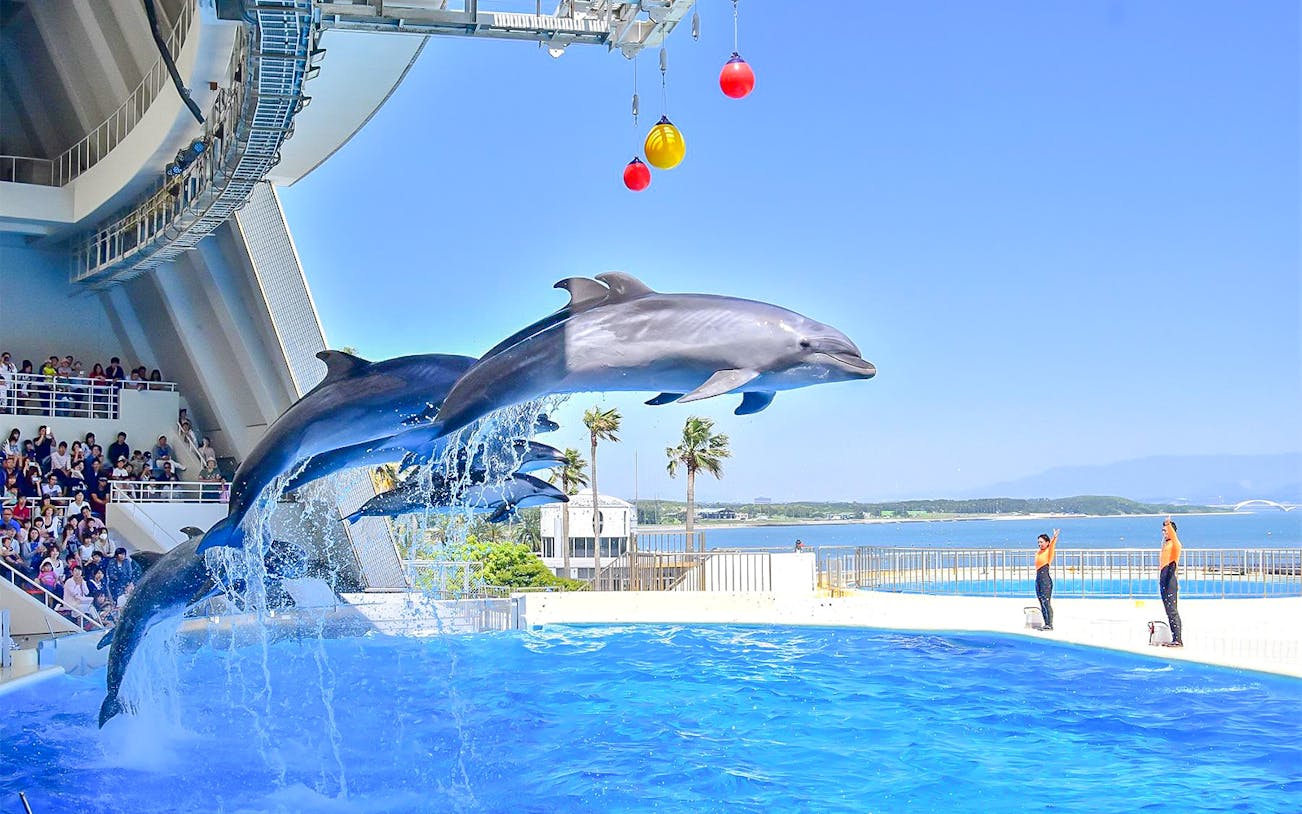 Dolphins performing at Marine World Uminonakamichi with audience watching.