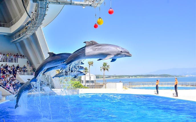Dolphins performing at Marine World Uminonakamichi with audience watching.