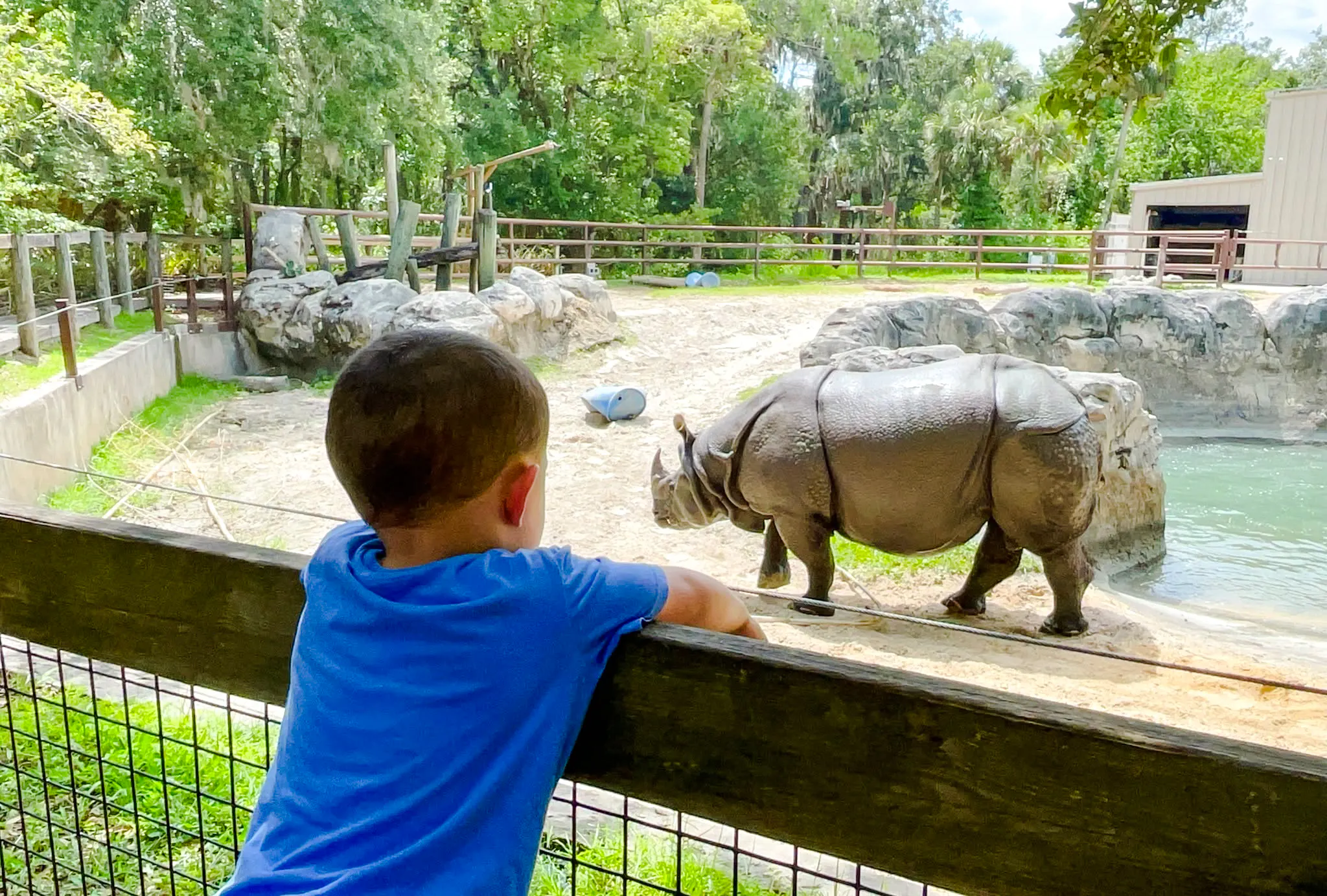 Child observing a rhinoceros at Central Florida Zoo, Sanford.