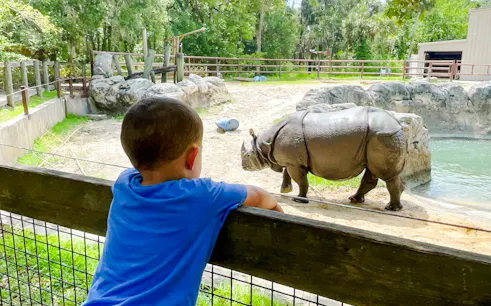 Child observing a rhinoceros at Central Florida Zoo, Sanford.