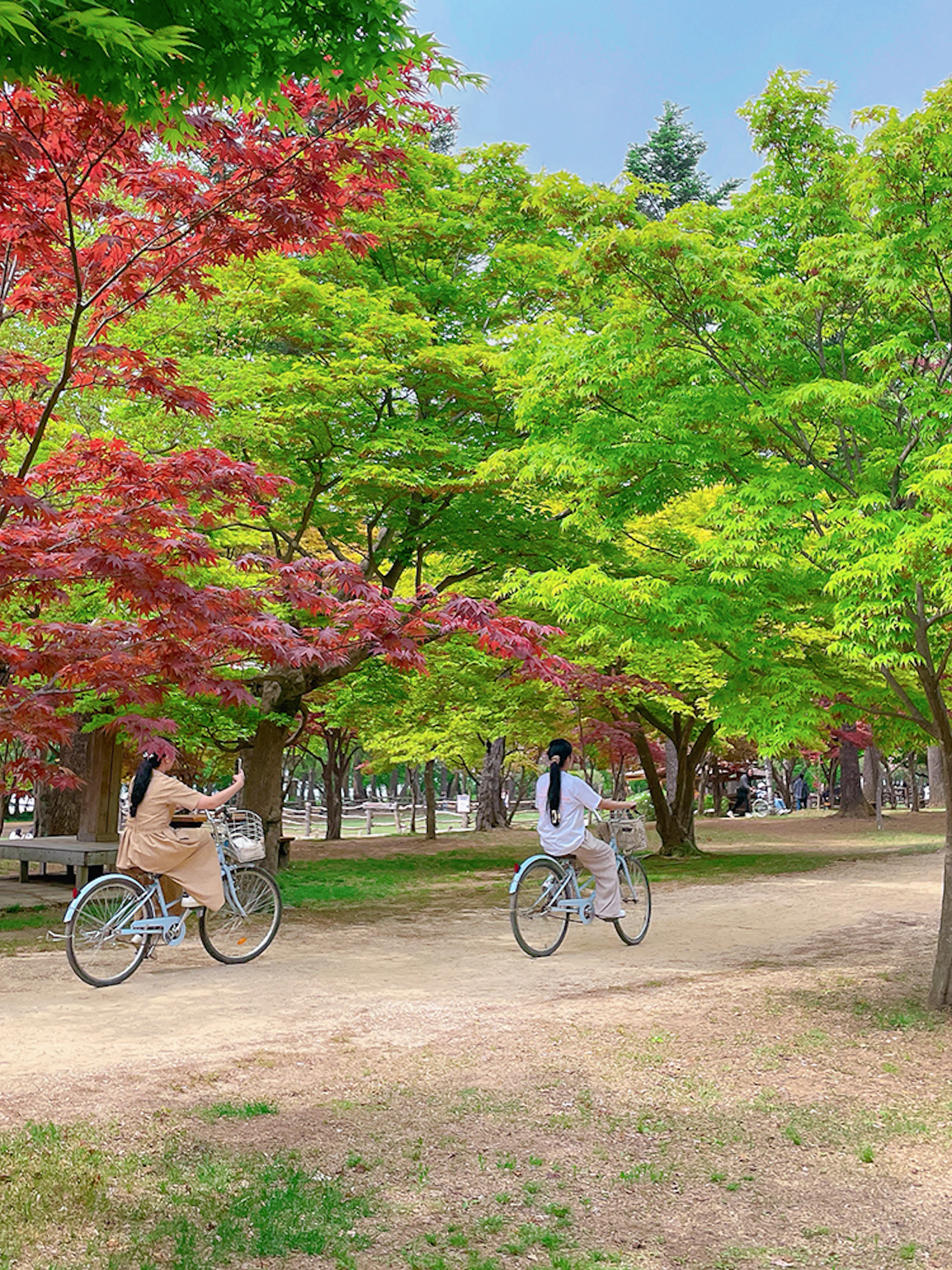 Cyclists on a path surrounded by colorful foliage in Nami Island, South Korea.