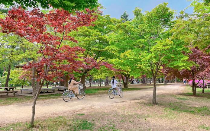 Cyclists on a path surrounded by colorful foliage in Nami Island, South Korea.