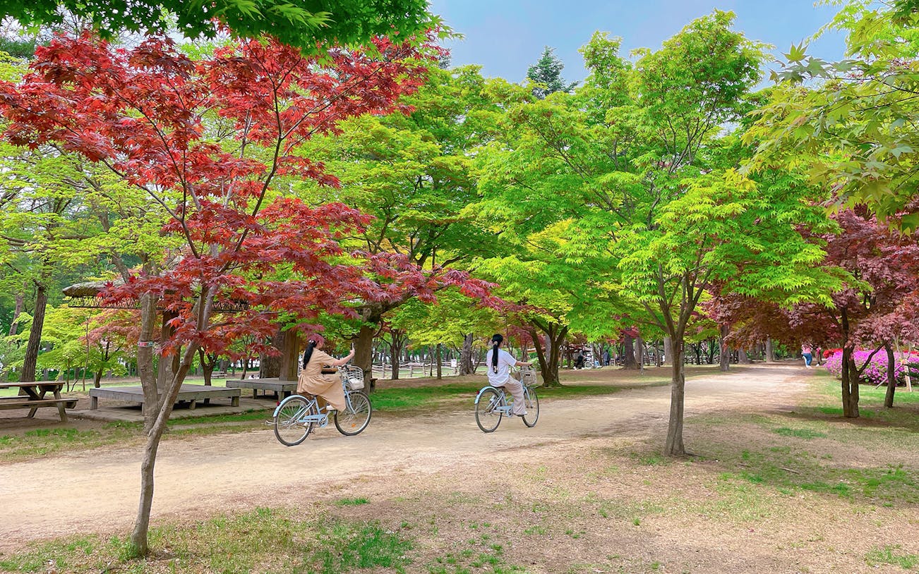Cyclists on a path surrounded by colorful foliage in Nami Island, South Korea.