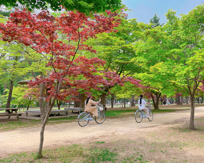 Nami Island Admission Ticket with Transfers