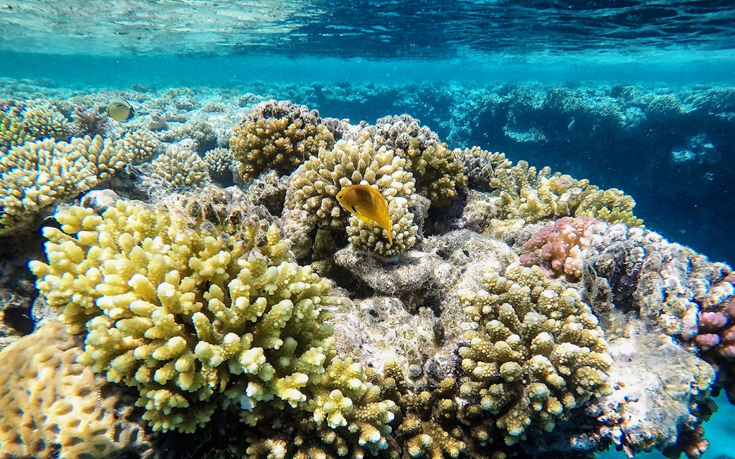 Coral reefs with fish in Langkawi Underwater World.
