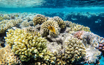 Coral reefs with fish in Langkawi Underwater World.
