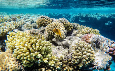 Coral reefs with fish in Langkawi Underwater World.