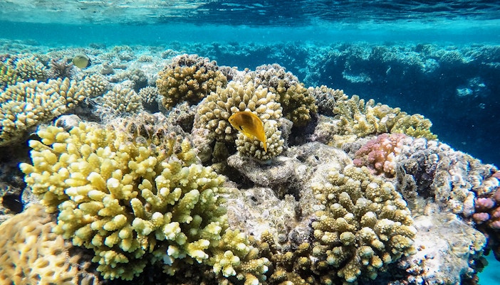 Coral Reefs in Langkawi Underwater World
